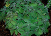 Nepeta cataria - Catnip Seeds