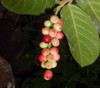 Antidesma venosum - Tassle Berry Seeds