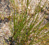 Ephedra viridis - Mormon Tea Seeds