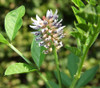 Glycyrrhiza glabra - Licorice