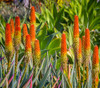 Aloe ferox - Cape Aloe Seeds