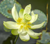 Nelumbo lutea - American Lotus