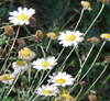 Chrysanthemum cinerariifolium - Pyrethrum Seeds