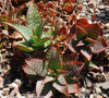 Aloe saponaria - Soap Aloe