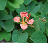 Bauhinia galpinii - Red Orchid Tree Seeds