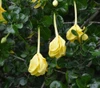 Gardenia volkensii - Transvaal Gardenia Seeds