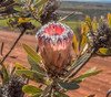 Protea laurifolia - Laurel Protea