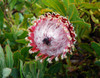 Protea magnifica - Queen Protea Seeds