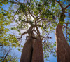 Adansonia fony - Baobab