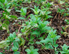 Mentha spicata - Spearmint Seeds