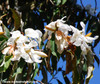 Michelia doltsopa - Sweet Michelia Seeds