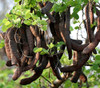 Bauhinia racemosa - Mountain Ebony Seeds Bauhinia racemosa - Mountain Ebony Seeds