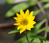 Helianthus maximiliani - Maximilian Sunflower