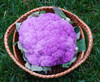 Purple of Sicily Cauliflower