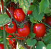 Principe Borghese Tomato Seeds