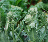 Green Globe Artichoke Seeds