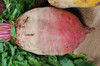 Mammoth Long Red Mangel Wurzel Seeds