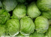 Iceberg Lettuce Seeds