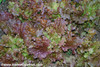 Ruby Red Lettuce Seeds