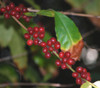 Coffea arabica - Dwarf Coffee Seeds
