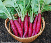 Cincinnati Market Radish