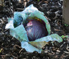 Mammoth Red Rock Cabbage Seeds