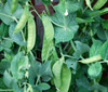 Oregon Sugar Pod Pea Seeds