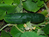 Long Green Improved Cucumber Seeds