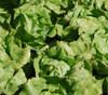 Bibb Butterhead Lettuce Seeds