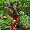 Rhubarb Red Chard Seeds