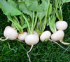 White Hailstone Radish Seeds