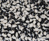 Yin Yang Bean Seeds