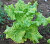 Black Seeded Simpson Lettuce Seeds