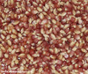 Early Pink Popcorn Seeds
