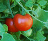 Sub Arctic Plenty Tomato Seeds
