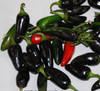 Jalapeno Pepper, Purple Seeds