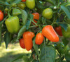 Mini Bell Pepper Mix Seeds