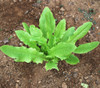 Sword Lettuce Seeds