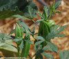 Clemson Spineless Okra Seeds