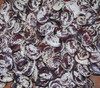 Christmas Pole Lima Bean Seeds