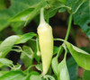 Caloro Pepper Seeds