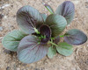 Red Pak Choi Seeds