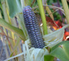 Blue Jade Corn Seeds