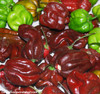 Chocolate Habanero Pepper Seeds