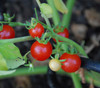 Mexico Midget Tomato Seeds