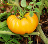 Amana Orange Tomato Seeds