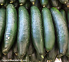 Marketer Cucumber Seeds