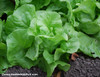 White Boston Lettuce Seeds