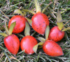 Diospyros rhombifolia - Princess Persimmon Seeds