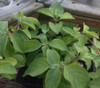 Ocimum gratissimum - African Tree Basil Seeds